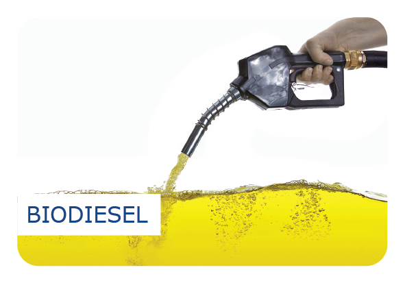 Segmento Biodiesel